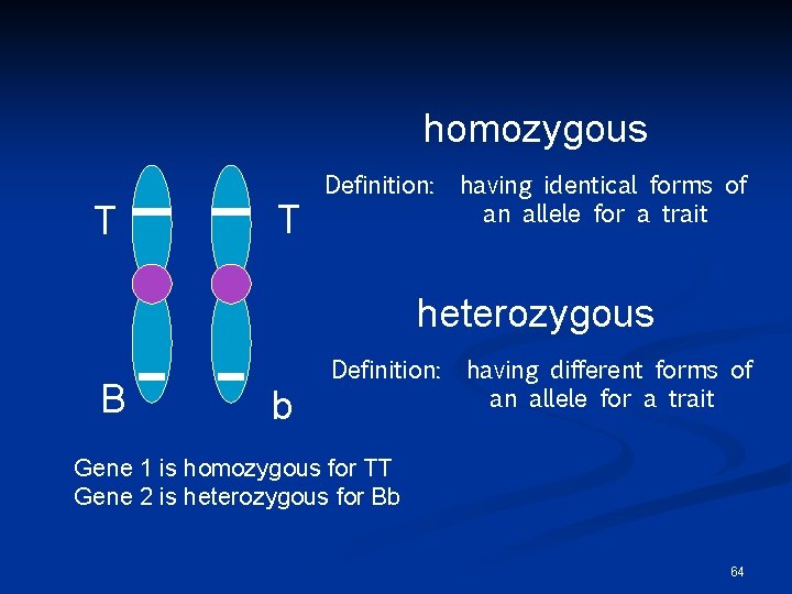homozygous T T Definition: having identical forms of an allele for a trait heterozygous