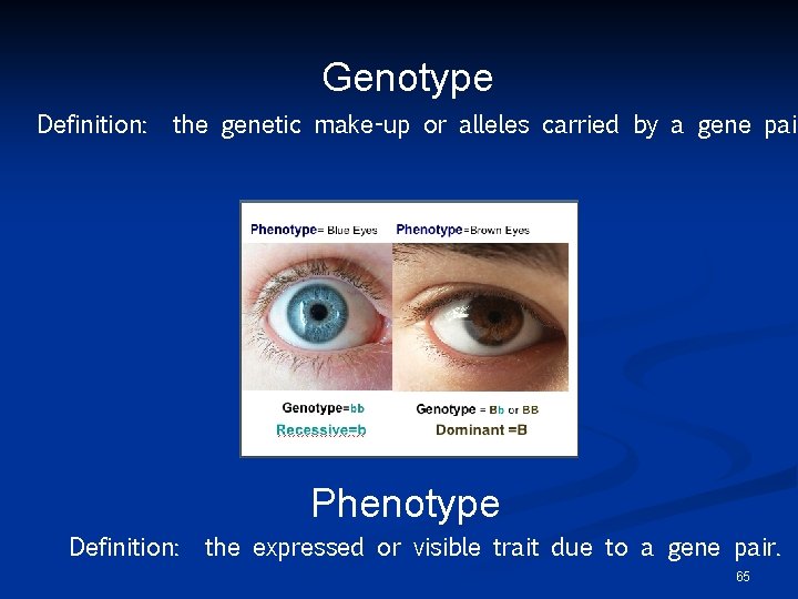 Genotype Definition: the genetic make-up or alleles carried by a gene pair Phenotype Definition: