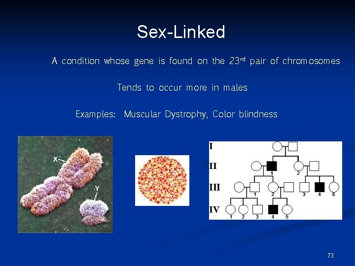 Sex-Linked A condition whose gene is found on the 23 rd pair of chromosomes