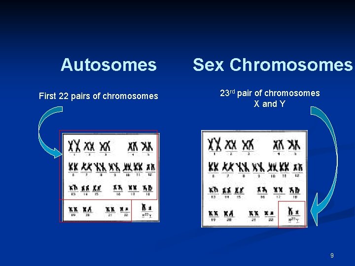 Autosomes First 22 pairs of chromosomes Sex Chromosomes 23 rd pair of chromosomes X