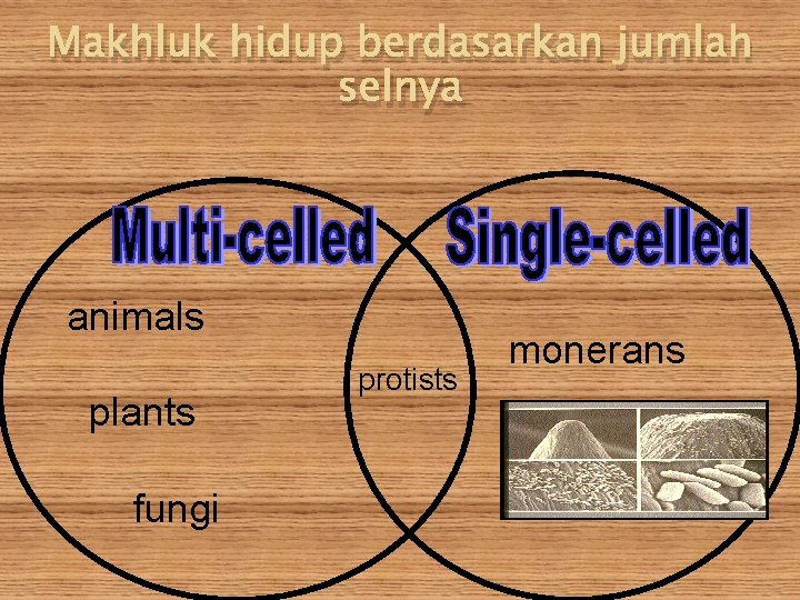 Makhluk hidup berdasarkan jumlah selnya animals plants fungi protists monerans 