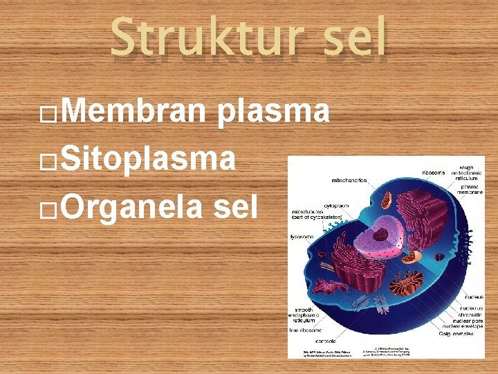 Struktur sel �Membran plasma �Sitoplasma �Organela sel 