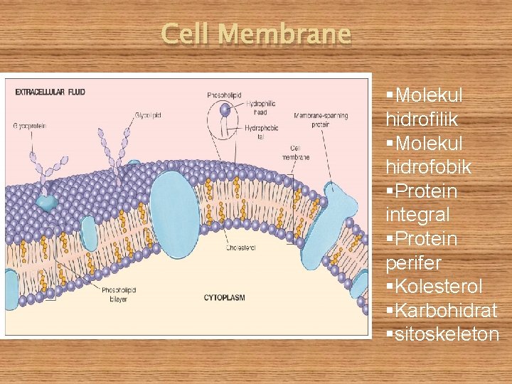 Cell Membrane §Molekul hidrofilik §Molekul hidrofobik §Protein integral §Protein perifer §Kolesterol §Karbohidrat §sitoskeleton 