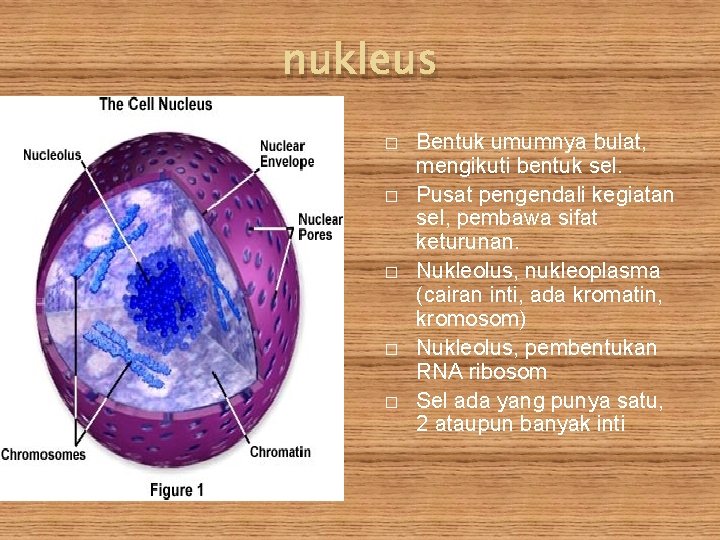 nukleus � � � Bentuk umumnya bulat, mengikuti bentuk sel. Pusat pengendali kegiatan sel,