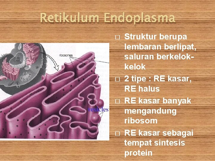 Retikulum Endoplasma � � Struktur berupa lembaran berlipat, saluran berkelok 2 tipe : RE