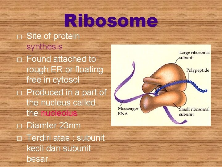 Ribosome � � � Site of protein synthesis Found attached to rough ER or