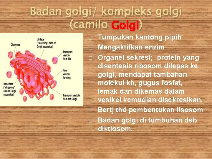 Badan golgi/ kompleks golgi (camilo Golgi ) � � � Tumpukan kantong pipih Mengaktifkan