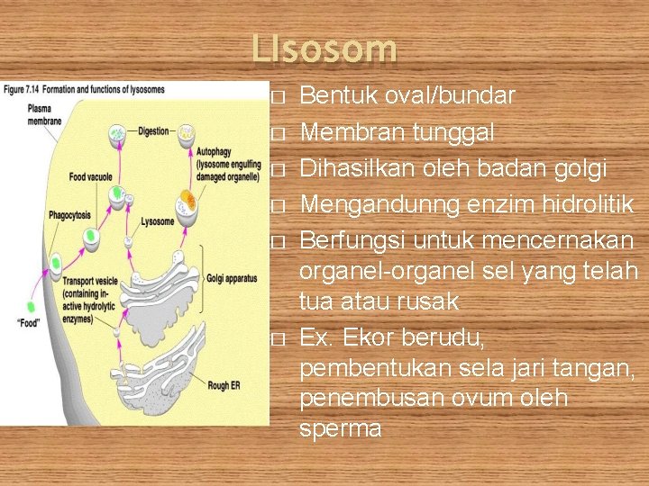 LIsosom � � � Bentuk oval/bundar Membran tunggal Dihasilkan oleh badan golgi Mengandunng enzim