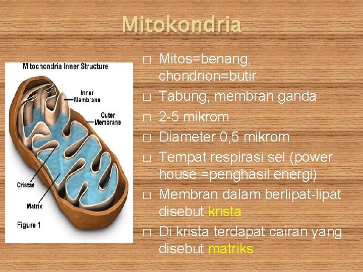 Mitokondria � � � � Mitos=benang, chondrion=butir Tabung, membran ganda 2 -5 mikrom Diameter