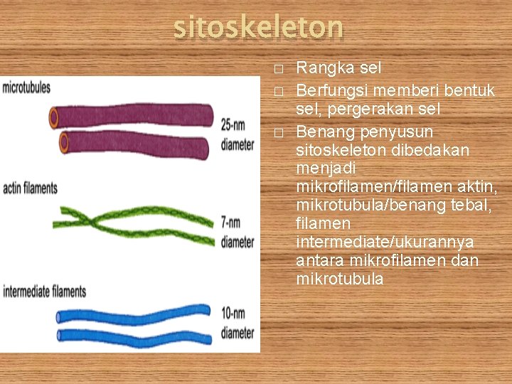 sitoskeleton � � � Rangka sel Berfungsi memberi bentuk sel, pergerakan sel Benang penyusun