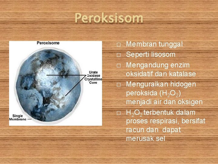 Peroksisom � � � Membran tunggal Seperti lisosom Mengandung enzim oksidatif dan katalase Menguraikan