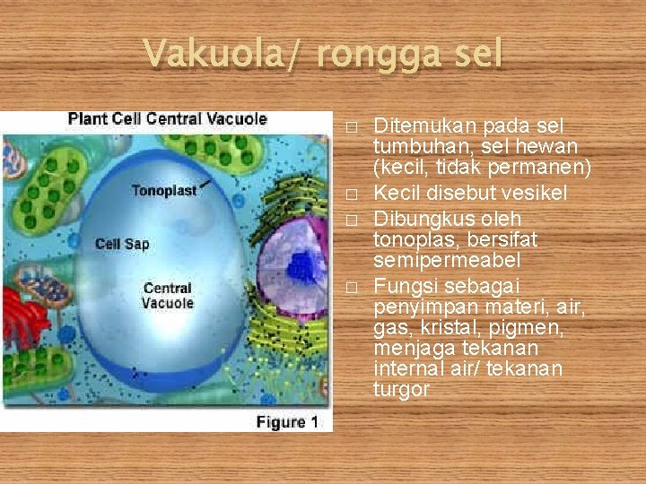 Vakuola/ rongga sel � � Ditemukan pada sel tumbuhan, sel hewan (kecil, tidak permanen)