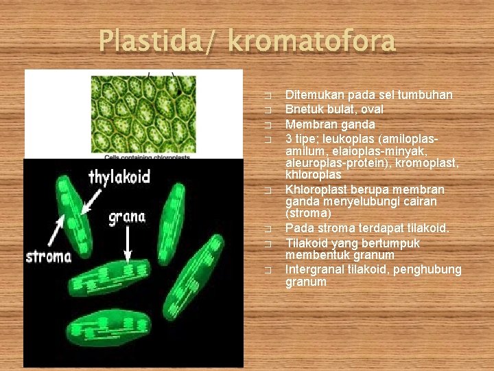 Plastida/ kromatofora � � � � Ditemukan pada sel tumbuhan Bnetuk bulat, oval Membran