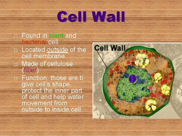 Cell Wall � � Found in plant and bacterial cell Located outside of the