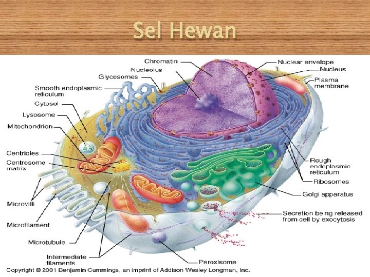 Sel Hewan 