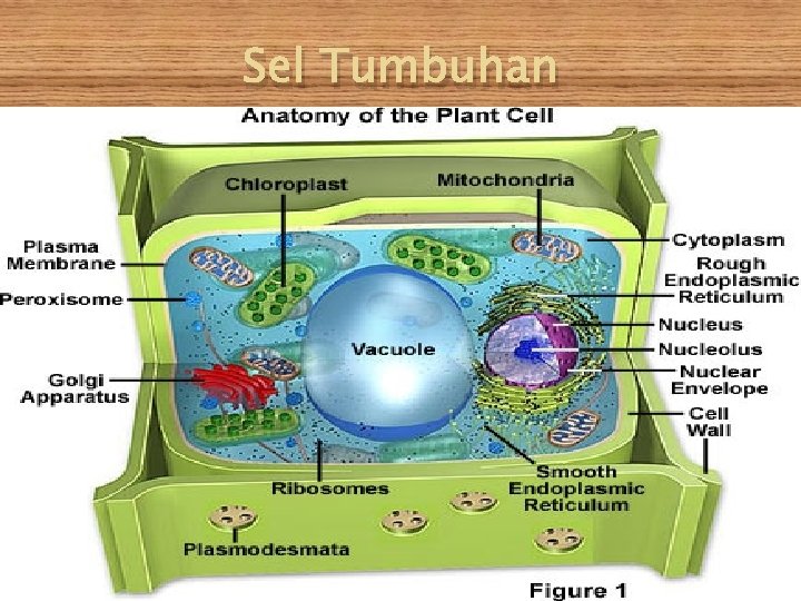 Sel Tumbuhan 