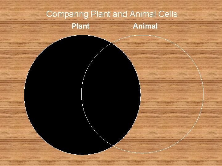 Comparing Plant and Animal Cells Plant Animal 