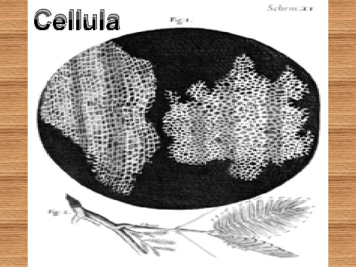 Cellula 