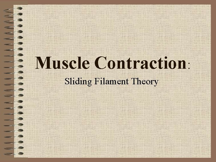 Muscle Contraction: Sliding Filament Theory 