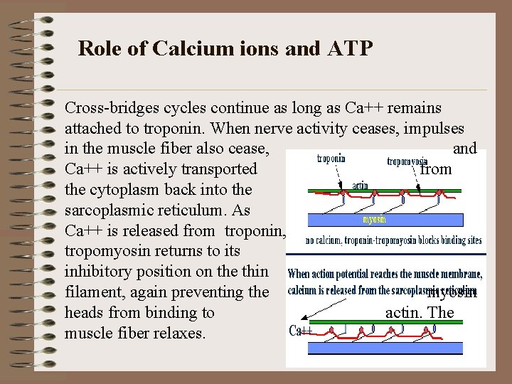 Role of Calcium ions and ATP Cross-bridges cycles continue as long as Ca++ remains