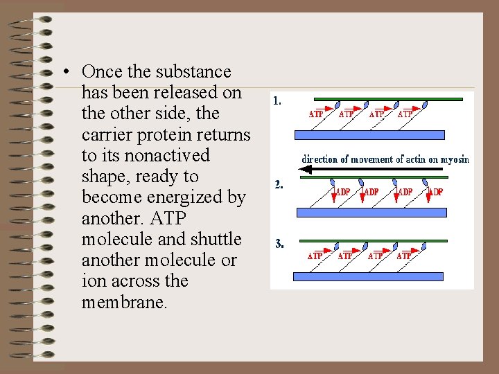  • Once the substance has been released on the other side, the carrier