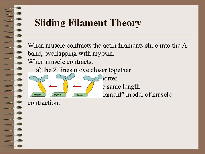 Sliding Filament Theory When muscle contracts the actin filaments slide into the A band,