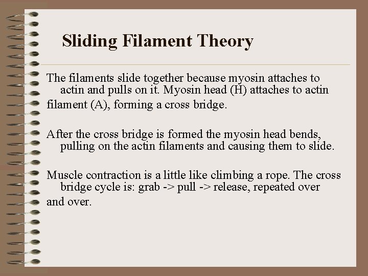 Sliding Filament Theory The filaments slide together because myosin attaches to actin and pulls