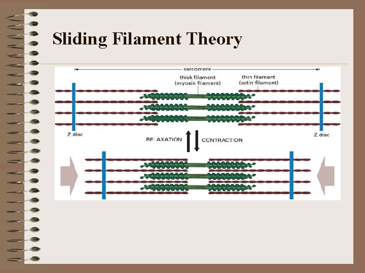 Sliding Filament Theory 