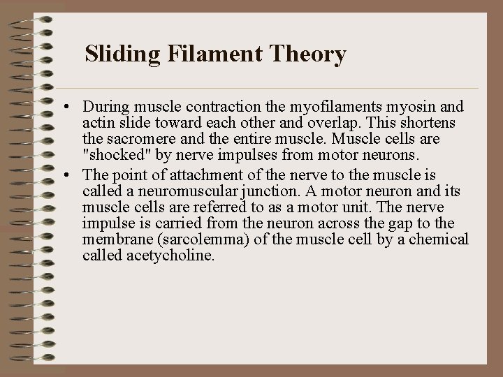 Sliding Filament Theory • During muscle contraction the myofilaments myosin and actin slide toward