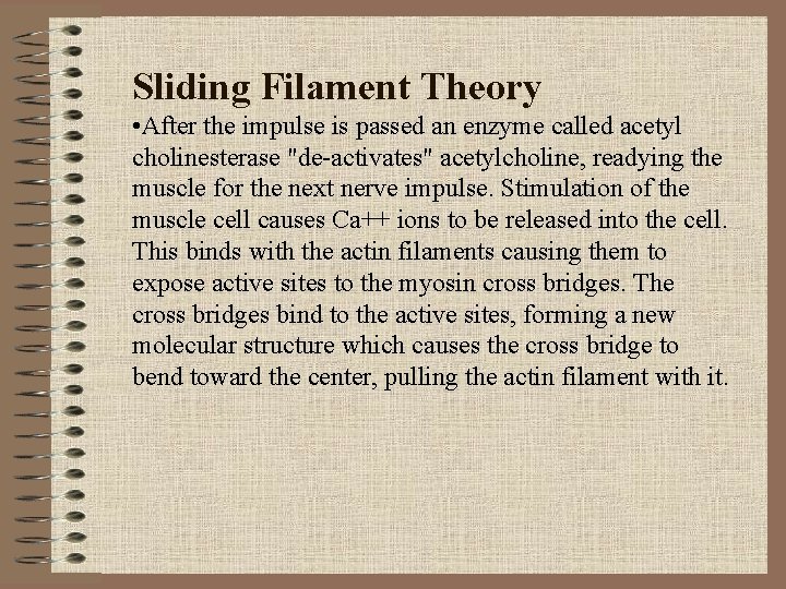 Sliding Filament Theory • After the impulse is passed an enzyme called acetyl cholinesterase