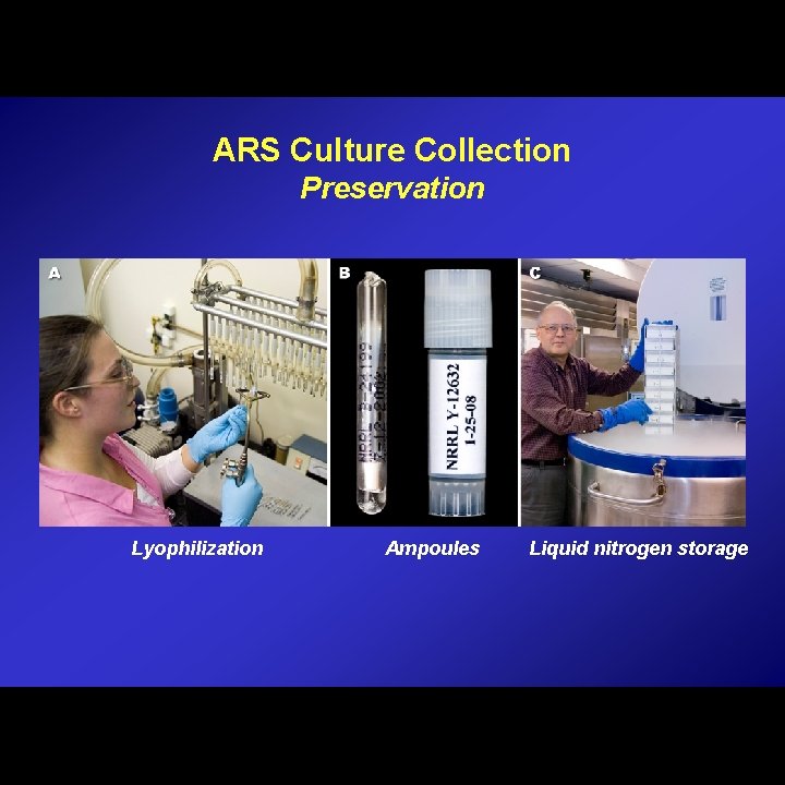 ARS Culture Collection Preservation Lyophilization Ampoules Liquid nitrogen storage 