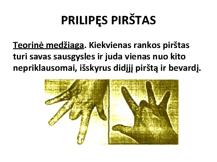 PRILIPĘS PIRŠTAS Teorinė medžiaga. Kiekvienas rankos pirštas turi savas sausgysles ir juda vienas nuo