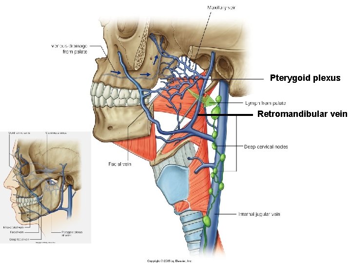 Pterygoid plexus Retromandibular vein 