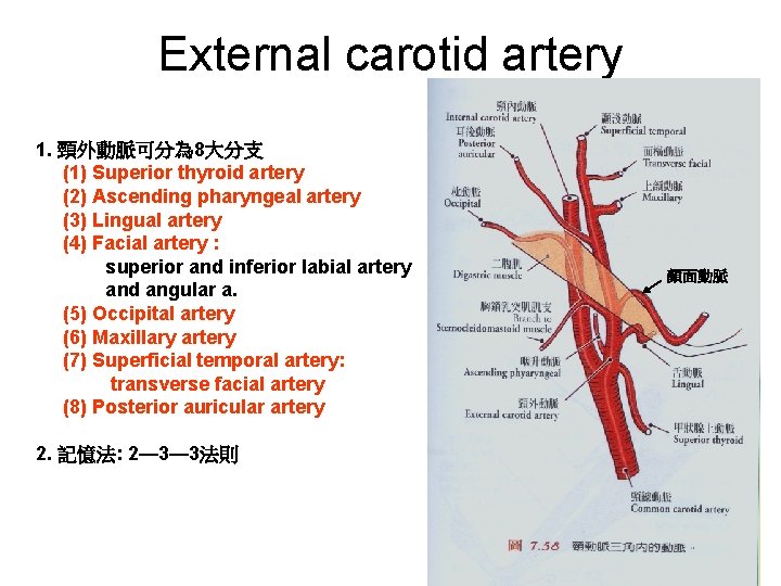 External carotid artery 1. 頸外動脈可分為 8大分支 (1) Superior thyroid artery (2) Ascending pharyngeal artery