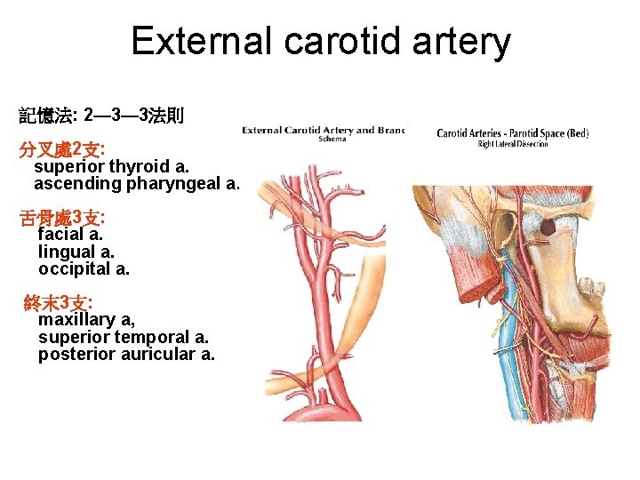 External carotid artery 記憶法: 2— 3— 3法則 分叉處 2支: superior thyroid a. ascending pharyngeal