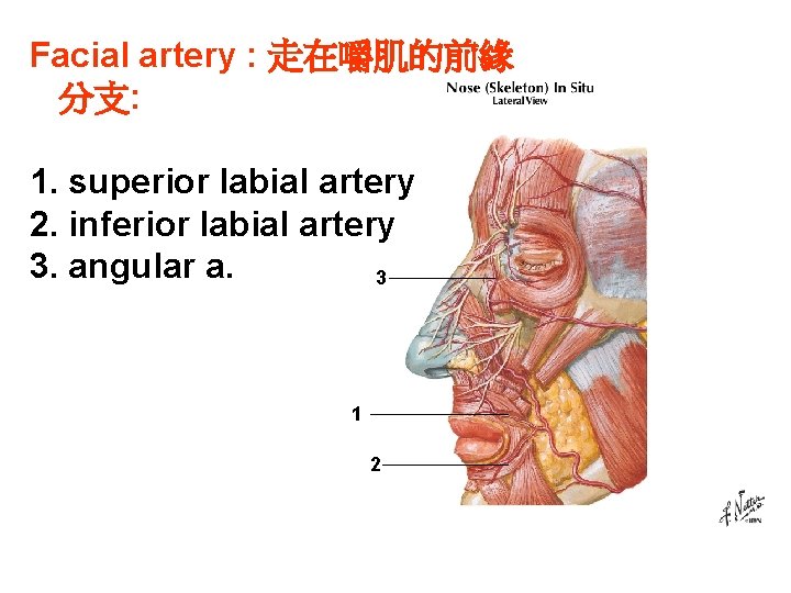 Facial artery : 走在嚼肌的前緣 分支: 1. superior labial artery 2. inferior labial artery 3.