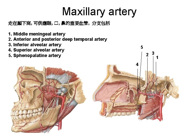 Maxillary artery 走在顳下窩, 可供應眼, 口, 鼻的重要血管, 分支包括 1. Middle meningeal artery 2. Anterior and
