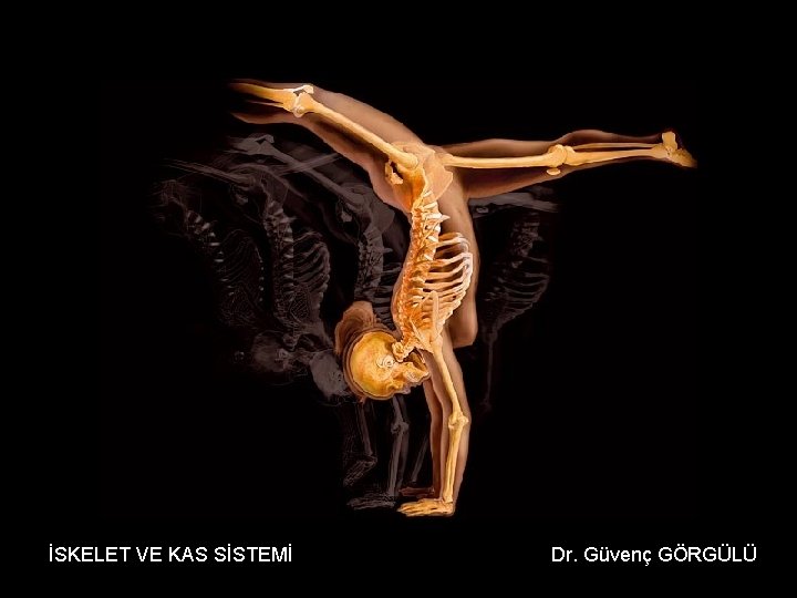 İSKELET VE KAS SİSTEMİ Dr. Güvenç GÖRGÜLÜ 