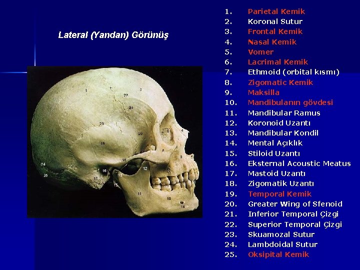Lateral (Yandan) Görünüş 1. 2. 3. 4. 5. 6. 7. 8. 9. 10. 11.