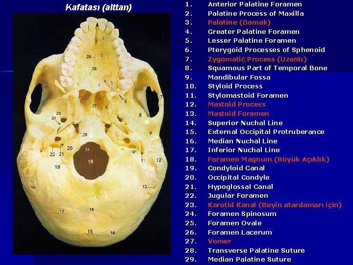 Kafatası (alttan) 1. 2. 3. 4. 5. 6. 7. 8. 9. 10. 11. 12.