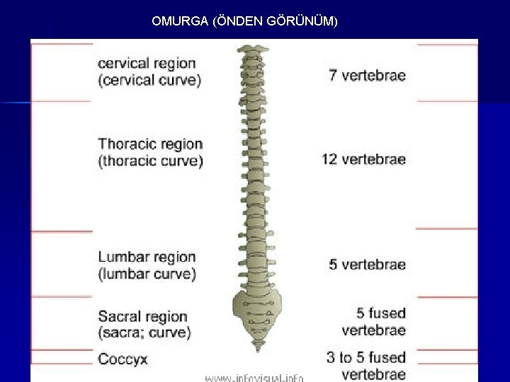 OMURGA (ÖNDEN GÖRÜNÜM) 