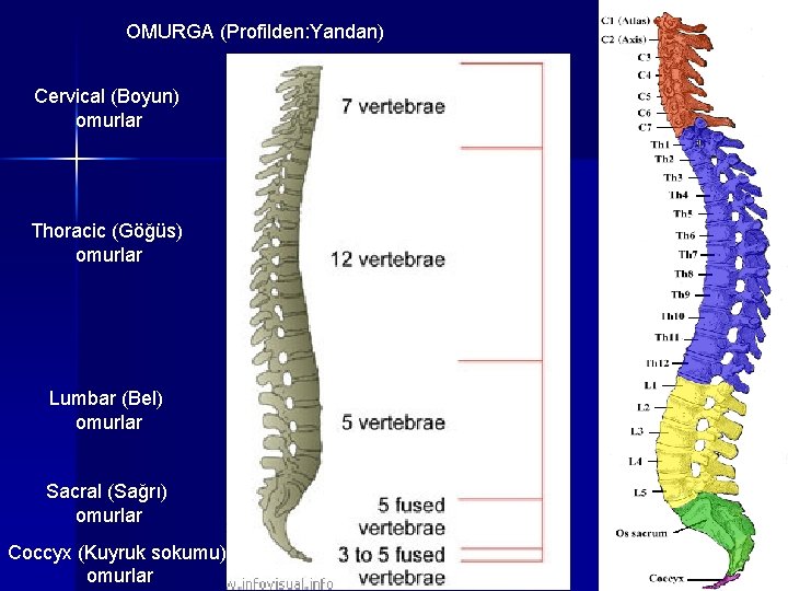 OMURGA (Profilden: Yandan) Cervical (Boyun) omurlar Thoracic (Göğüs) omurlar Lumbar (Bel) omurlar Sacral (Sağrı)