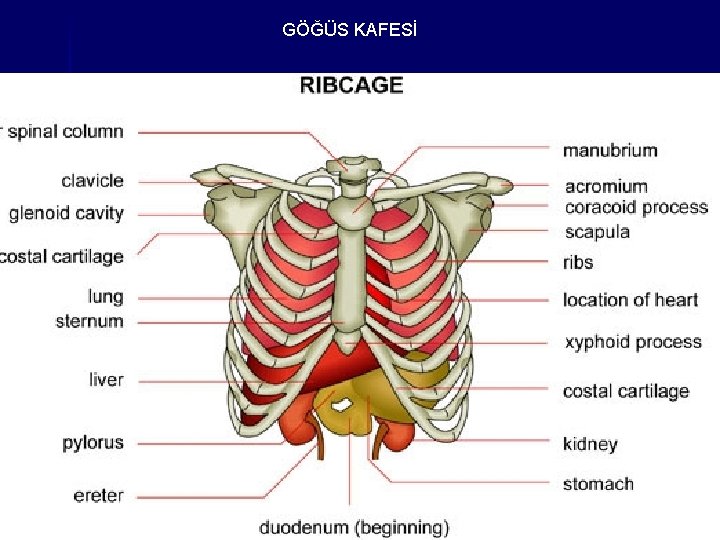 GÖĞÜS KAFESİ 
