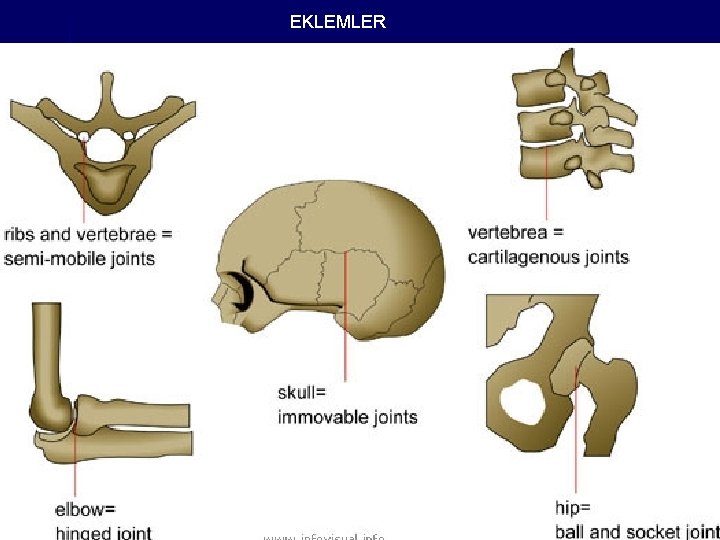 EKLEMLER 