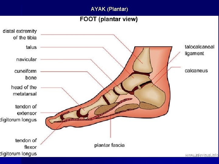 AYAK (Plantar) 
