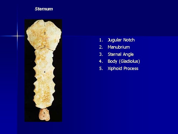 Sternum 1. Jugular Notch 2. Manubrium 3. Sternal Angle 4. Body (Gladiolus) 5. Xiphoid