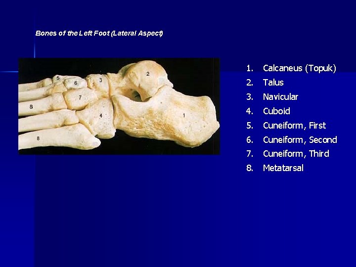 Bones of the Left Foot (Lateral Aspect) 1. Calcaneus (Topuk) 2. Talus 3. Navicular