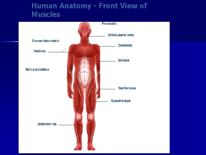 Human Anatomy - Front View of Muscles 