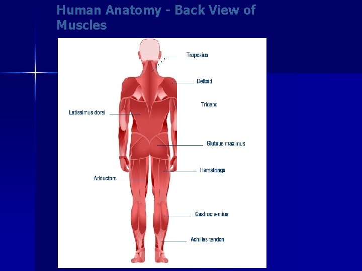 Human Anatomy - Back View of Muscles 