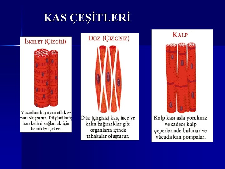 KAS ÇEŞİTLERİ 